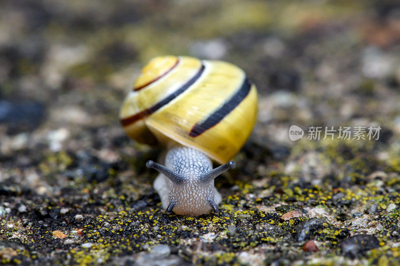 田螺、褐唇螺或柠檬螺(Cepaea nemoralis)